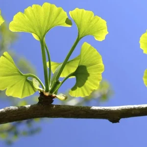 Ginkgo Biloba Live Tree - Maidenhair Tree 6-12