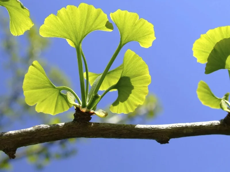 Ginkgo Biloba Live Tree - Maidenhair Tree 6-12" Tall in 1 Quart Pot, Outdoor - Image 5