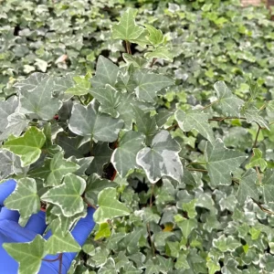 Glacier English Ivy Live Plant - Variegated Climbing Houseplant | Trailing Vine | Hedera helix 'Glacier' - Image 2