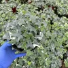 Glacier English Ivy Live Plant - Variegated Climbing Houseplant | Trailing Vine | Hedera helix 'Glacier' - Image 1