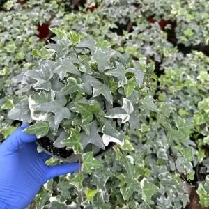Glacier English Ivy Live Plant - Variegated Climbing Houseplant | Trailing Vine | Hedera helix 'Glacier' - Image 1