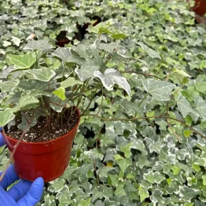 Glacier English Ivy Live Plant - Variegated Climbing Houseplant | Trailing Vine | Hedera helix 'Glacier' - Image 3