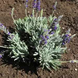 Godwins Creek Lavender Live Plants 4-6
