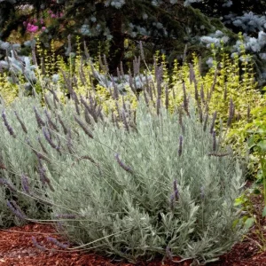 Godwins Creek Lavender Live Plants 4-6