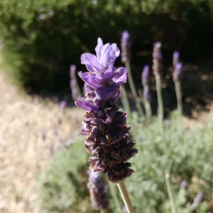 Godwins Creek Lavender Live Plants 4-6