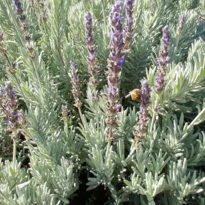 Godwins Creek Lavender Live Plants 4-6