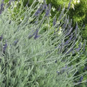 Godwins Creek Lavender Live Plants 4-6