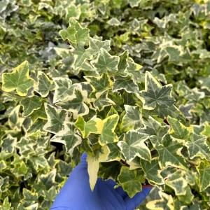 Gold Child English Ivy Live Plant – Variegated Hedera Helix – 4 inch Pot – Indoor/Outdoor Trailing Houseplant - Image 2