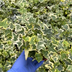 Gold Child English Ivy Live Plant – Variegated Hedera Helix – 4 inch Pot – Indoor/Outdoor Trailing Houseplant - Image 3
