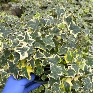 Gold Child English Ivy Live Plant – Variegated Hedera Helix – 4 inch Pot – Indoor/Outdoor Trailing Houseplant - Image 1