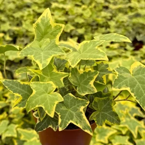 Gold Child Ivy Live Plant - Variegated Hedera helix in 4-inch Pot - Indoor/Outdoor - Image 2