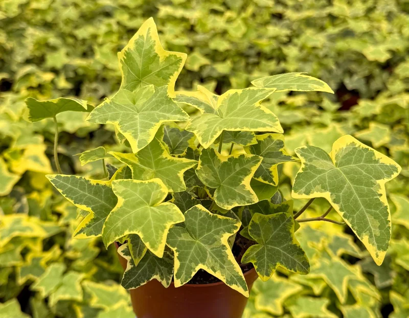 Gold Child Ivy Live Plant - Variegated Hedera helix in 4-inch Pot - Indoor/Outdoor - Image 2