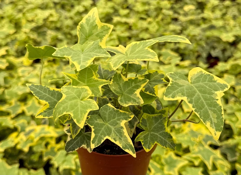 Gold Child Ivy Live Plant - Variegated Hedera helix in 4-inch Pot - Indoor/Outdoor - Image 3