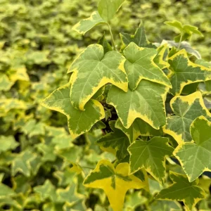Gold Child Ivy Live Plant - Variegated Hedera helix in 4-inch Pot - Indoor/Outdoor - Image 4