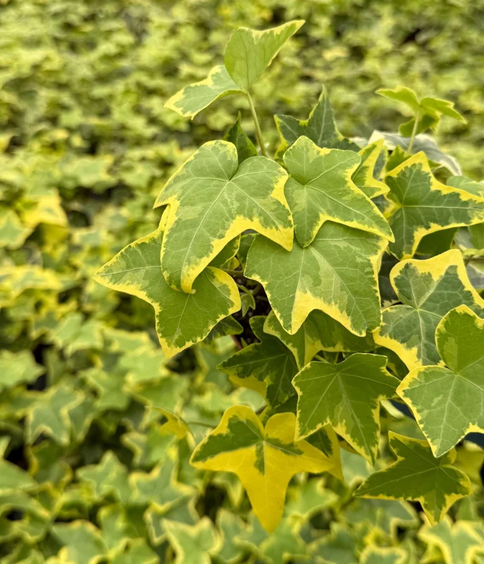 Gold Child Ivy Live Plant - Variegated Hedera helix in 4-inch Pot - Indoor/Outdoor - Image 4