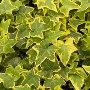 Gold Child Ivy Live Plant - Variegated Hedera helix in 4-inch Pot - Indoor/Outdoor - Image 5