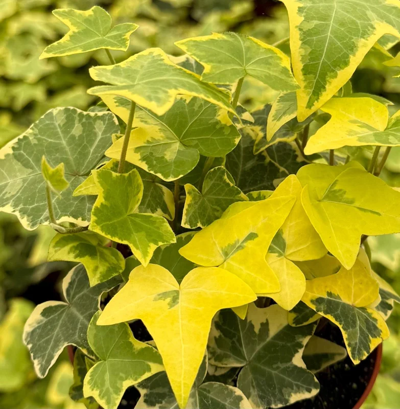 Gold Child Ivy Live Plant - Variegated Hedera helix in 4-inch Pot - Indoor/Outdoor - Image 1