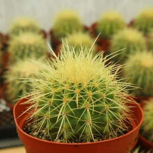 Golden Barrel Cactus Live Plant, Echinocactus Grusonii, Outdoor Cactus, 6-8 inch Pot - Image 2