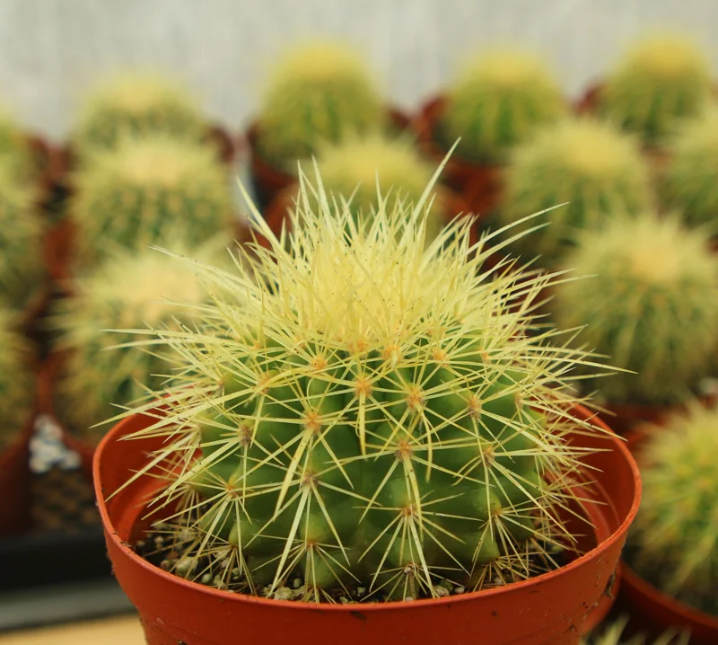 Golden Barrel Cactus Live Plant, Echinocactus Grusonii, Outdoor Cactus, 6-8 inch Pot - Image 2