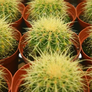 Golden Barrel Cactus Live Plant, Echinocactus Grusonii, Outdoor Cactus, 6-8 inch Pot - Image 3