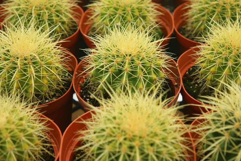 Golden Barrel Cactus Live Plant, Echinocactus Grusonii, Outdoor Cactus, 6-8 inch Pot - Image 3