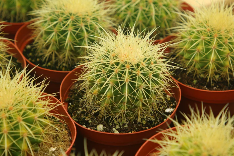 Golden Barrel Cactus Live Plant, Echinocactus Grusonii, Outdoor Cactus, 6-8 inch Pot - Image 4