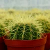 Golden Barrel Cactus Live Plant, Echinocactus Grusonii, Outdoor Cactus, 6-8 inch Pot - Image 1