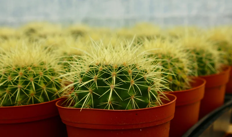 Golden Barrel Cactus Live Plant, Echinocactus Grusonii, Outdoor Cactus, 6-8 inch Pot - Image 1