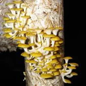 Golden Oyster Mushroom Spores Spawn Mycelium - Dry Seed Medium - Home Grow Kit - Image 4