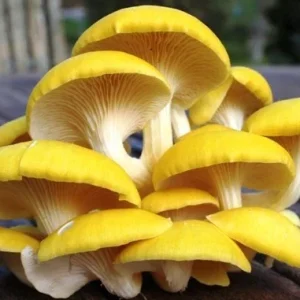 Golden Oyster Mushroom Spores Spawn Mycelium - Dry Seed Medium - Home Grow Kit - Image 1