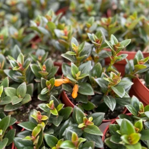 Goldfish Plant Live Plant – Nematanthus Gregarius – 4 inch Pot – Indoor Trailing Houseplant - Image 2