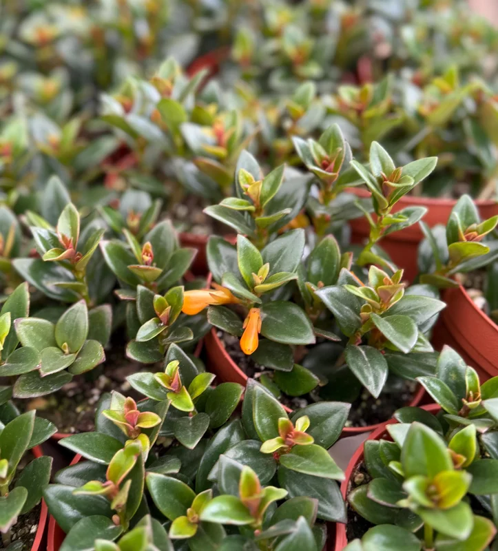 Goldfish Plant Live Plant – Nematanthus Gregarius – 4 inch Pot – Indoor Trailing Houseplant - Image 2