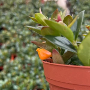 Goldfish Plant Live Plant – Nematanthus Gregarius – 4 inch Pot – Indoor Trailing Houseplant - Image 3