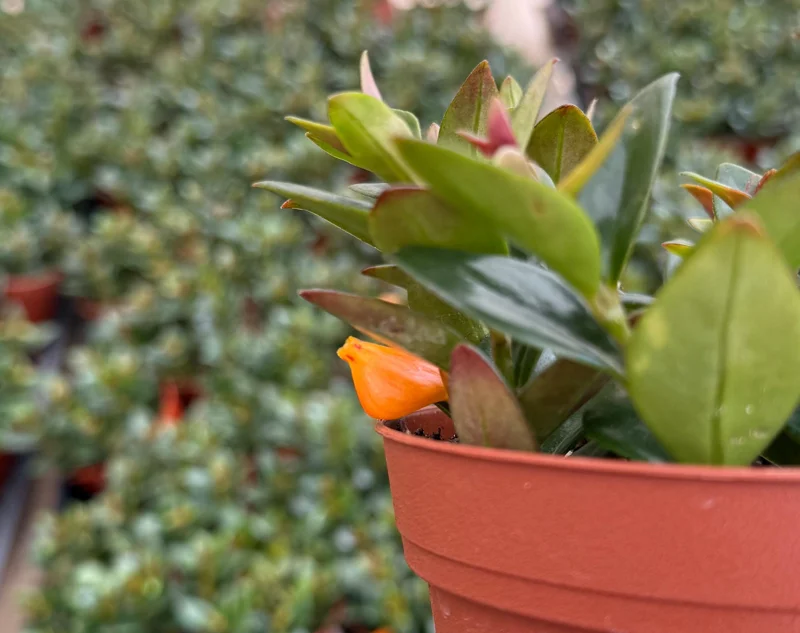 Goldfish Plant Live Plant – Nematanthus Gregarius – 4 inch Pot – Indoor Trailing Houseplant - Image 3