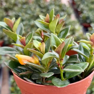 Goldfish Plant Live Plant – Nematanthus Gregarius – 4 inch Pot – Indoor Trailing Houseplant - Image 1