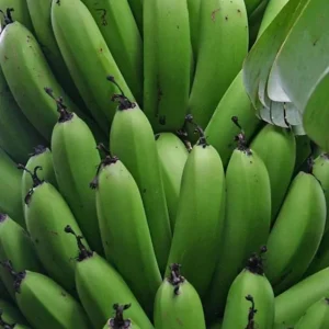 Grand Nain Banana Live Plant - Set of 2, 4-6