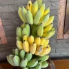 Grand Nain Banana Live Plant - Set of 2, 4-6" Tall Edible Fruit Tree Starter - Image 1
