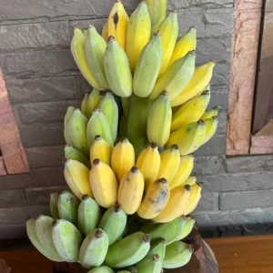 Grand Nain Banana Live Plant - Set of 2, 4-6