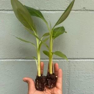 Grand Nain Banana Live Plant - Set of 2, 4-6