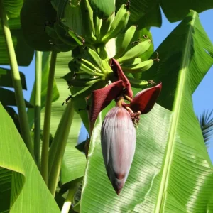 Grand Nain Banana Tree Live Plant – Dwarf Banana – Starter 4-6 Inch Tall - Image 1