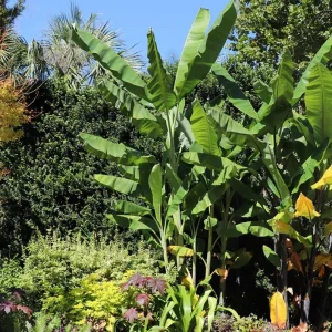 Grand Nain Banana Tree Live Plant – Dwarf Banana – Starter 4-6 Inch Tall - Image 3