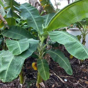 Grand Nain Banana Tree Live Plant – Dwarf Banana – Starter 4-6 Inch Tall - Image 7