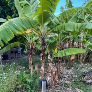 Grand Nain Banana Tree Live Plant – Dwarf Banana – Starter 4-6 Inch Tall - Image 8