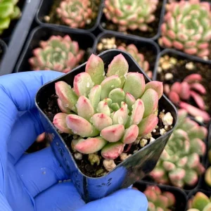 Graptoveria Bashful Succulent Live Plant – 2 inch Pot – Pink Blush – Indoor/Outdoor - Image 2