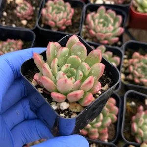 Graptoveria Bashful Succulent Live Plant – 2 inch Pot – Pink Blush – Indoor/Outdoor - Image 3