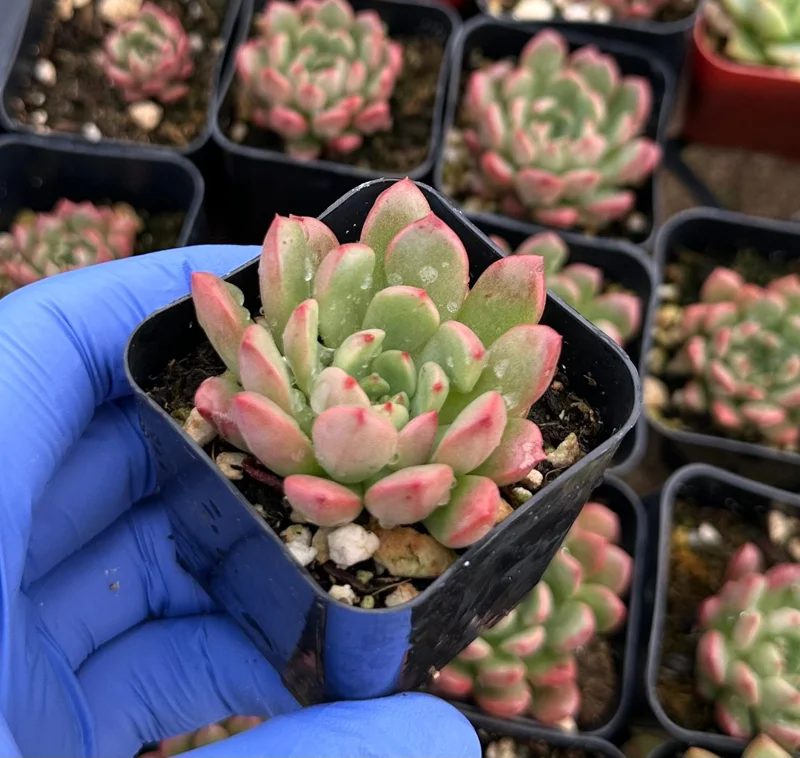 Graptoveria Bashful Succulent Live Plant – 2 inch Pot – Pink Blush – Indoor/Outdoor - Image 3