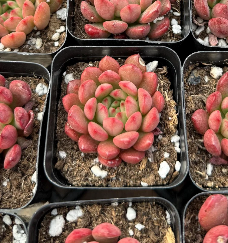 Graptoveria Bashful Succulent Live Plant – 2 inch Pot – Pink Blush – Indoor/Outdoor - Image 1