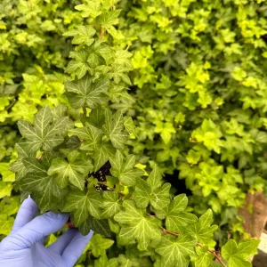 Green English Ivy Live Plant - Hedera Helix Trailing Houseplant & Groundcover - Image 2