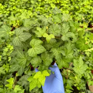 Green English Ivy Live Plant - Hedera Helix Trailing Houseplant & Groundcover - Image 1