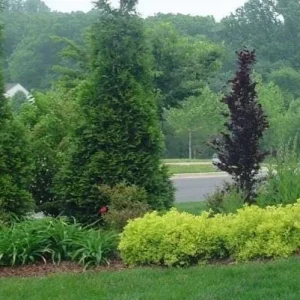 Green Giant Arborvitae Live Plant – 4 inch Pot, 16-24 inches Tall, Outdoor Privacy Tree - Image 3